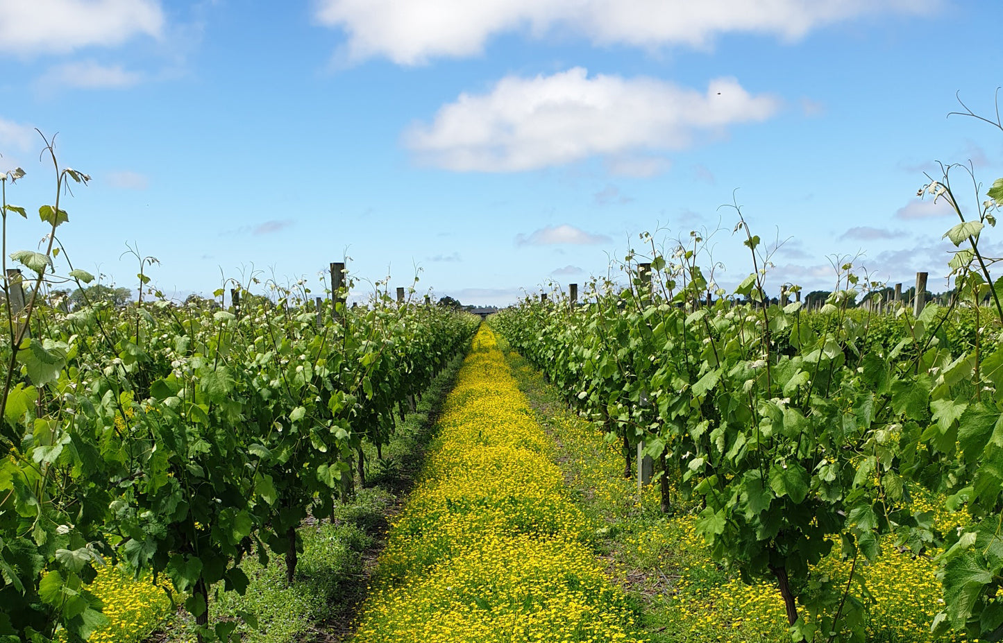 Thompson’s Wine 2020 Ltd