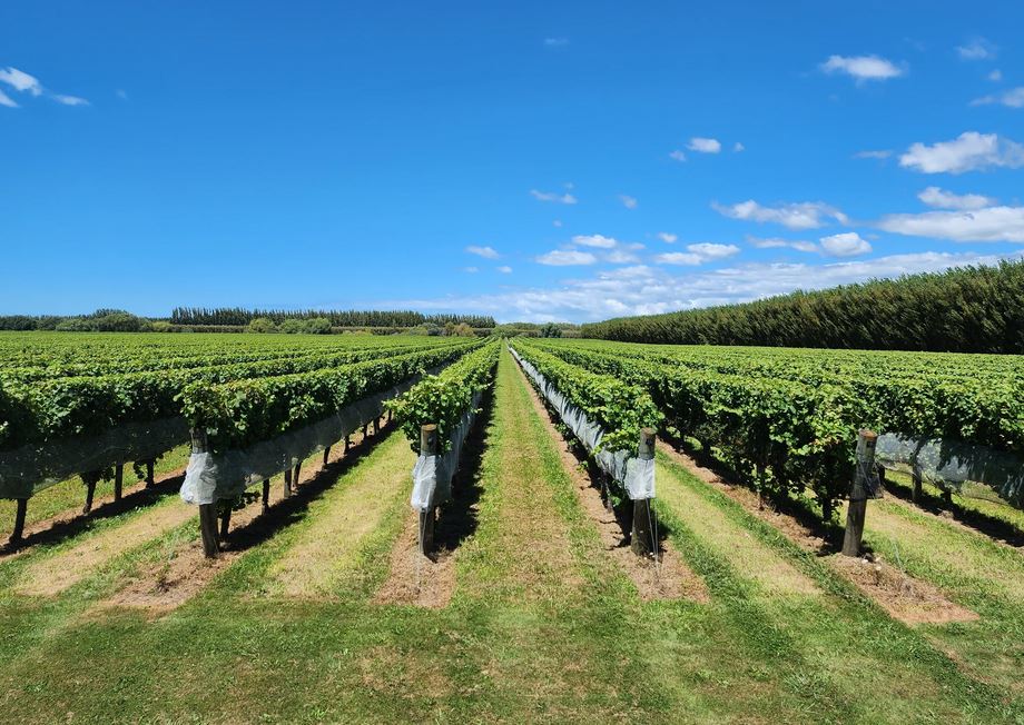 Sustainability at the Heart of Our Gisborne Wines