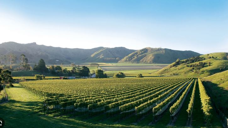 gisborne wine