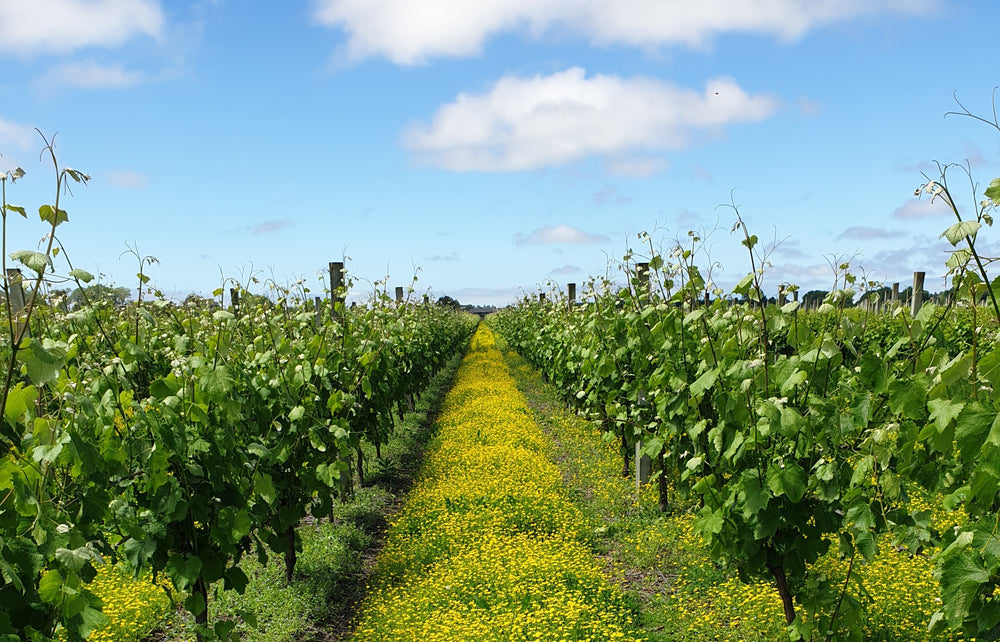 Thompson’s Wine 2020 Ltd