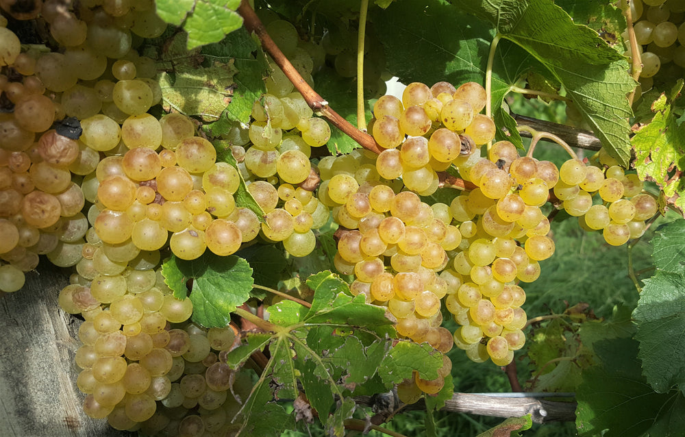 Thompson’s Wine 2020 Ltd